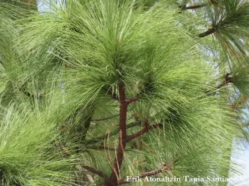 Pinus montezumae - モンテスマパイン , モンテスママツ