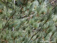 Pinus monticola