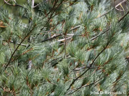 Pinus monticola - ウエスタンホワイトパイン