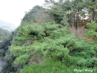 Pinus morrisonicola - タイワンゴヨウマツ - クリックして拡大する