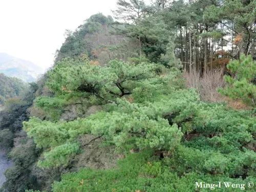 Pinus morrisonicola - タイワンゴヨウマツ