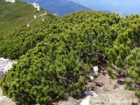 Pinus mugo - モンタナマツ , スイスコウザンマツ , スイスミヤママツ - クリックして拡大する