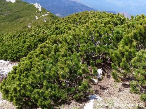 Pinus mugo - モンタナマツ , スイスコウザンマツ , スイスミヤママツ