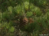 Pinus nelsonii - ルソンピニョンパイン , ネルソン松 - クリックして拡大する