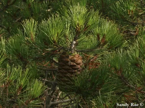 Pinus nelsonii - ルソンピニョンパイン , ネルソン松