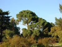 Pinus nigra subsp. laricio - ピレネーマツ - Click to enlarge