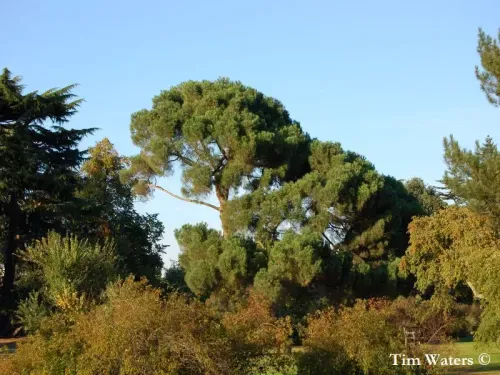 Pinus nigra subsp. laricio - ピレネーマツ