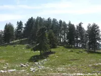 Pinus nigra - ヨーロッパクロマツ - クリックして拡大する