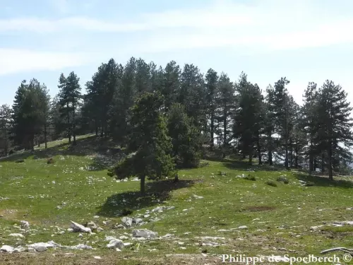 Pinus nigra - ヨーロッパクロマツ