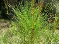Pinus occidentalis - ハイチアンパイン, イスパニョーラマツ - クリックして拡大する