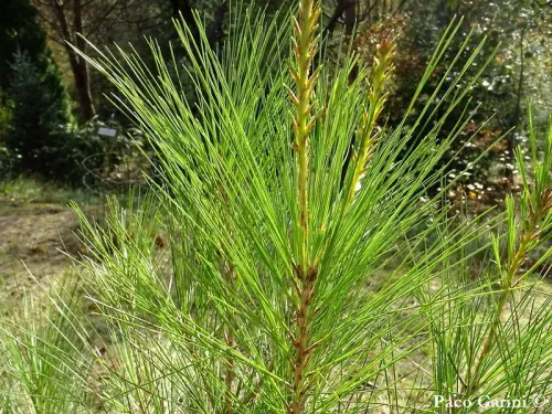 Pinus occidentalis - ハイチアンパイン, イスパニョーラマツ