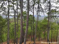 Pinus oocarpa