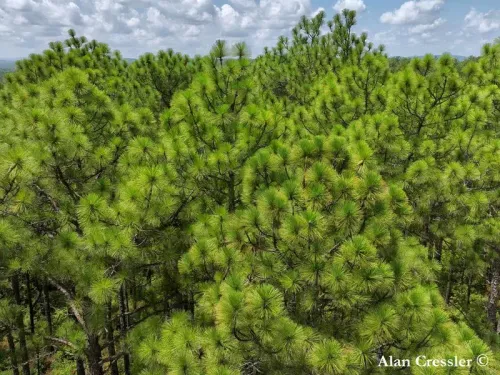 Pinus palustris - ダイオウマツ
