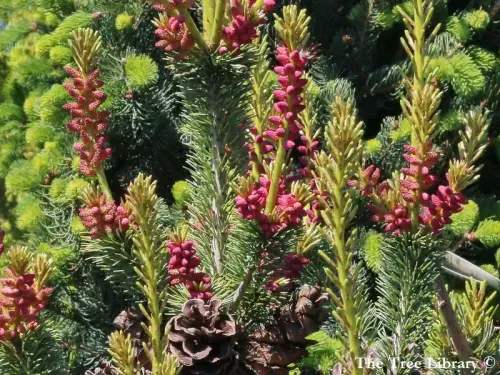 Pinus parviflora - ゴヨウマツ