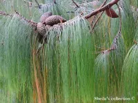 Pinus patula - メキシコシダレパイン - クリックして拡大する
