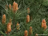 Pinus pinaster