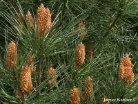 Pinus pinaster - フランスカイガンショウ , カイガンショウ , カイガンマツ , フッコクカイガンショウ , オニマツ - クリックして拡大する