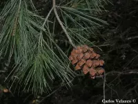 Pinus pinceana - ピンスマツ  - クリックして拡大する