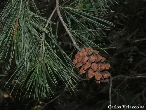 Pinus pinceana - ピンスマツ 