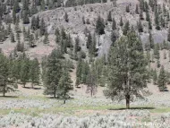 Pinus ponderosa