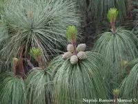 Pinus pseudostrobus var. apulcensis - オアハカマツ - クリックして拡大する