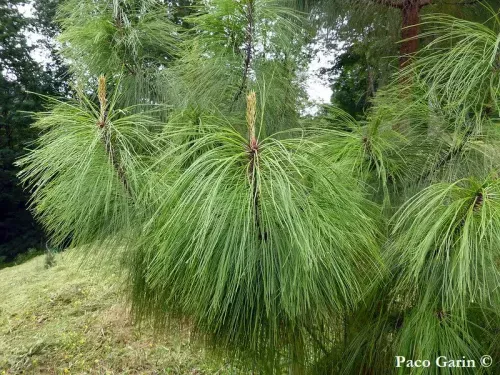 Pinus pseudostrobus - スムースバーク・メキシカンパイン