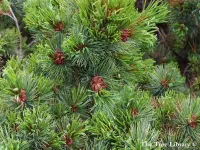Pinus pumila - ハイマツ - クリックして拡大する