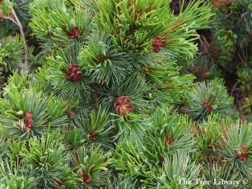 Pinus pumila - ハイマツ