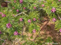 Pinus pungens - テーブルマウンテンパイン - クリックして拡大する