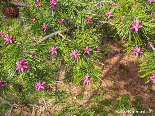 Pinus pungens - テーブルマウンテンパイン