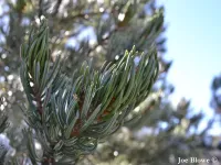 Pinus quadrifolia - パリー・ピニョン - クリックして拡大する