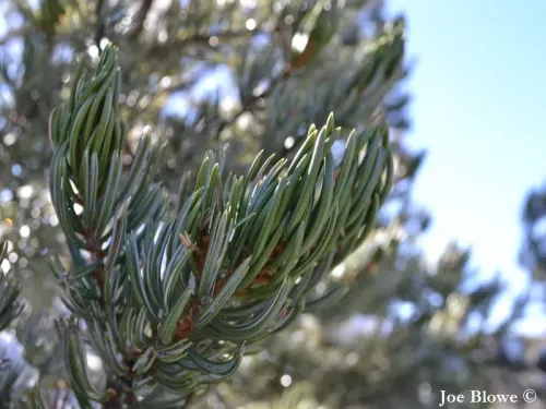 Pinus quadrifolia - パリー・ピニョン