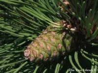 Pinus resinosa - レジノーサマツ , レッドパイン - クリックして拡大する