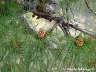 Pinus roxburghii