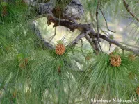 Pinus roxburghii - ロクスブルギーマツ - クリックして拡大する