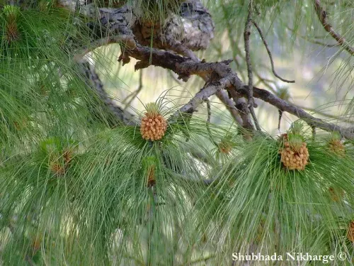 Pinus roxburghii - ロクスブルギーマツ