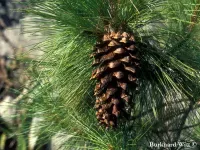 Pinus rzedowskii - ルゼドフスキーマツ - クリックして拡大する