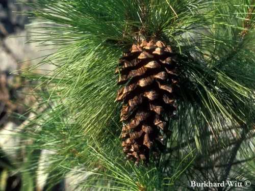Pinus rzedowskii - ルゼドフスキーマツ