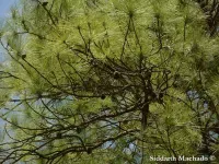 Pinus serotina - ヌママツ - クリックして拡大する