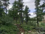 Pinus sibirica