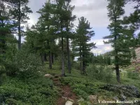 Pinus sibirica - シベリアマツ - クリックして拡大する