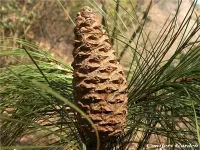 Pinus squamata - 巧家五針松 (中国語) - クリックして拡大する