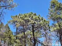 Pinus stormiae - ストーミアマツ - クリックして拡大する