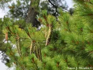 Pinus strobus