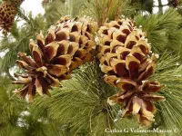 Pinus stylesii - スタイルズホワイトパイン - クリックして拡大する