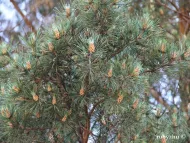 Pinus sylvestris var. mongholica