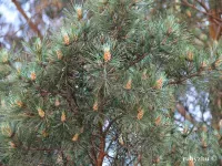 Pinus sylvestris var. mongholica - モンゴルマツ - クリックして拡大する