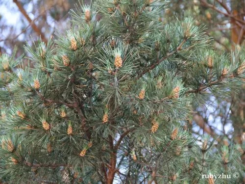 Pinus sylvestris var. mongholica - モンゴルマツ
