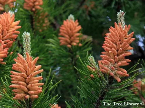 Pinus sylvestris - ヨーロッパアカマツ