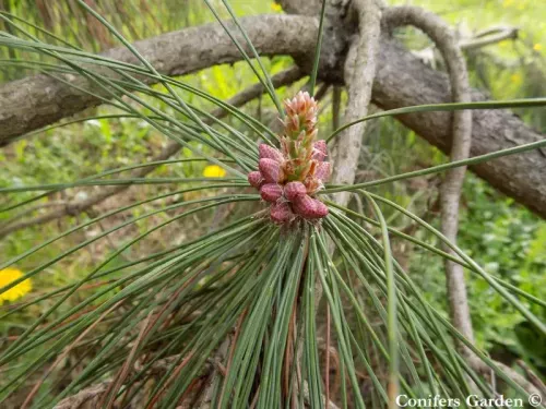 Pinus tabuliformis var. mukdensis - 満洲アカマツ